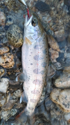 アマゴの釣果