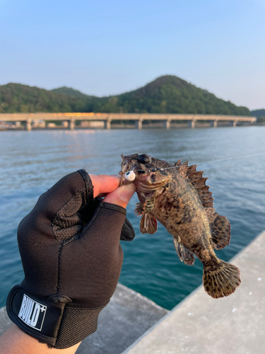 ムラソイの釣果