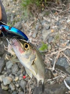 セイゴ（マルスズキ）の釣果