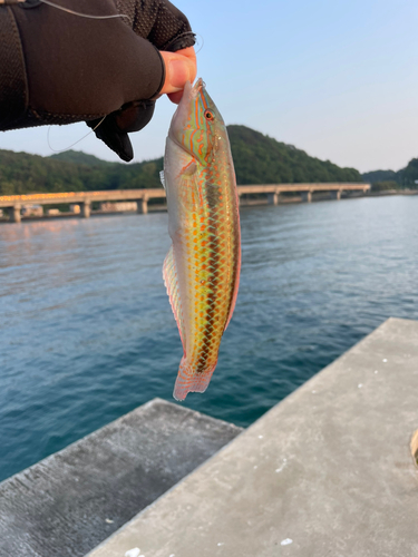 キュウセンの釣果