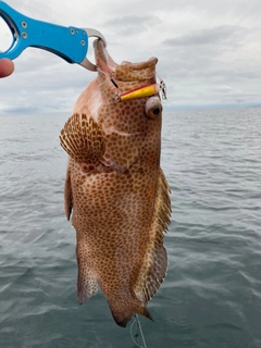 オオモンハタの釣果