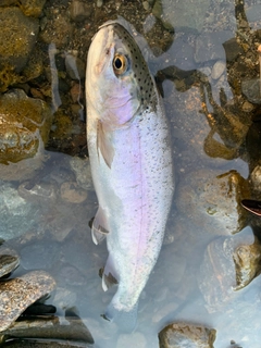 ニジマスの釣果