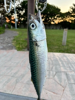 マサバの釣果