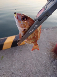 タイの釣果