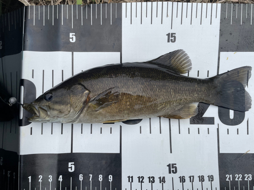 スモールマウスバスの釣果