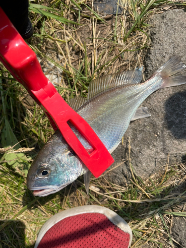 イシモチの釣果