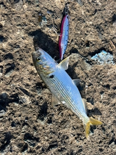 コノシロの釣果