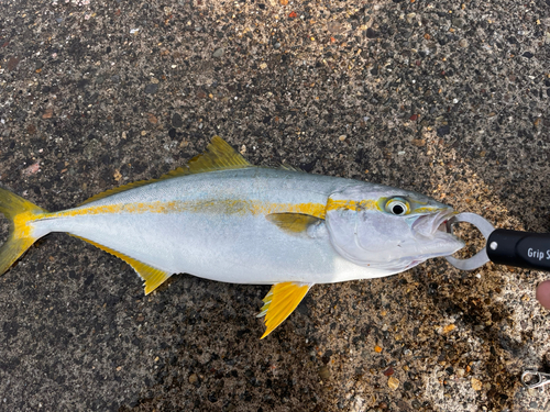 ヒラマサの釣果