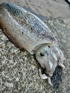 シリヤケイカの釣果