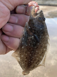 ヒラメの釣果