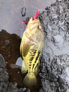 シマゾイの釣果