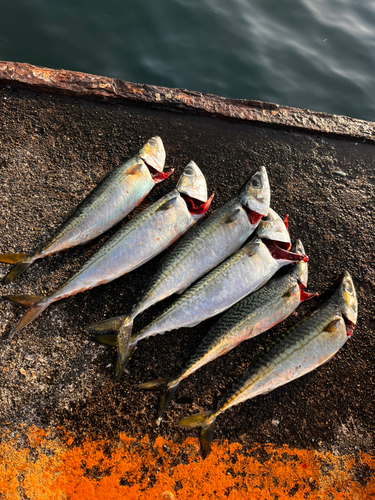 サバの釣果