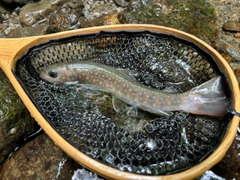 イワナの釣果