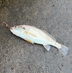 イシモチの釣果