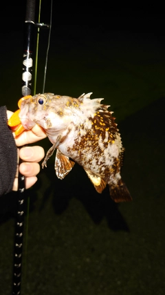 オウゴンムラソイの釣果