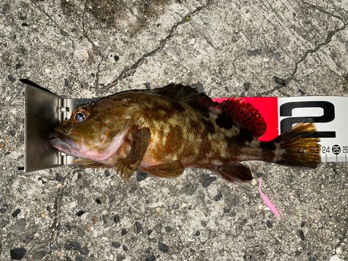 カサゴの釣果