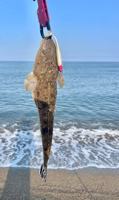 マゴチの釣果