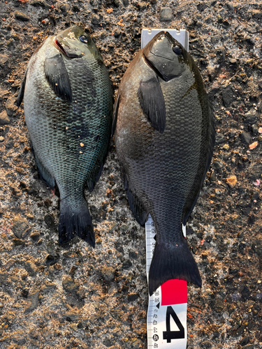 メジナの釣果