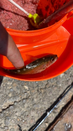 メバルの釣果