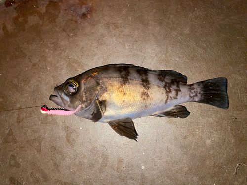 メバルの釣果