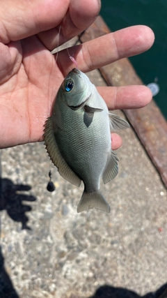 メジナの釣果