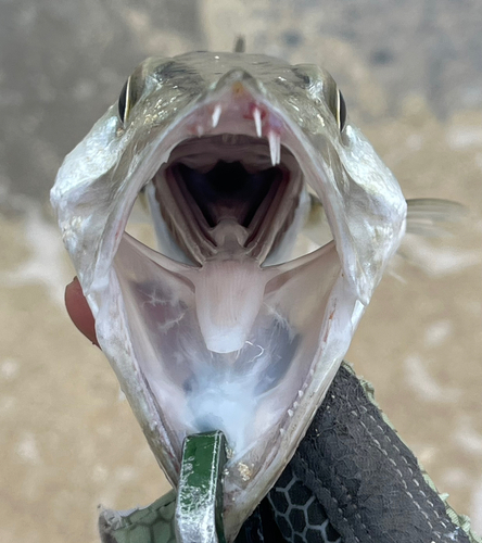 オニカマスの釣果