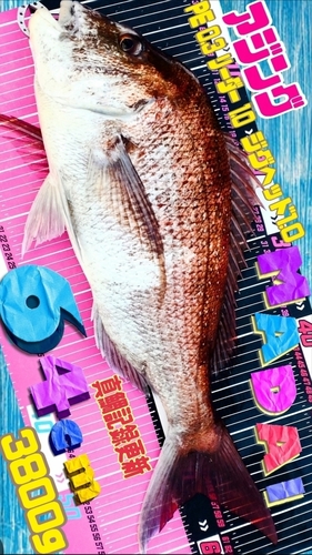 マダイの釣果