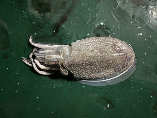 シリヤケイカの釣果