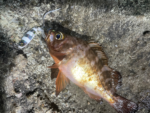 メバルの釣果