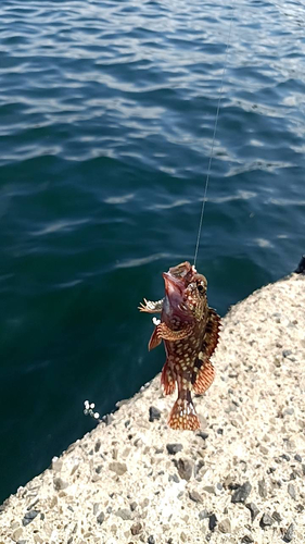 カサゴの釣果