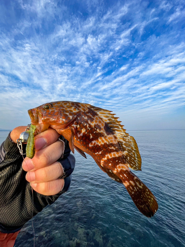 キジハタの釣果