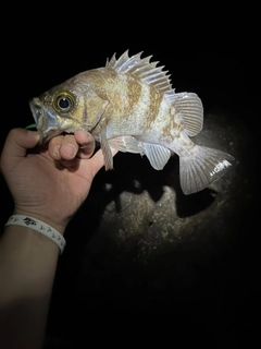 シロメバルの釣果