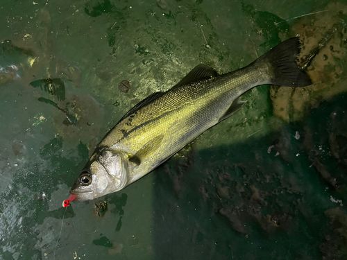 スズキの釣果