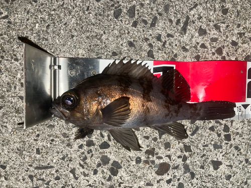 メバルの釣果