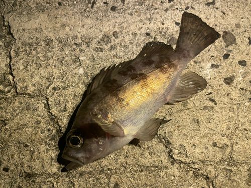 メバルの釣果