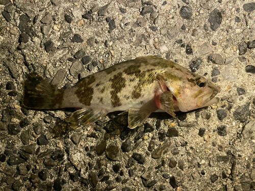 タケノコメバルの釣果