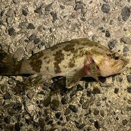 タケノコメバル