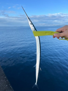 ダツの釣果