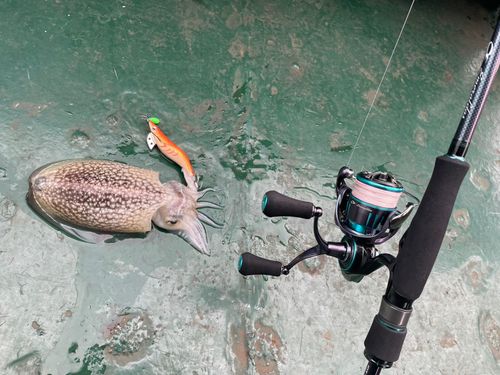 シリヤケイカの釣果