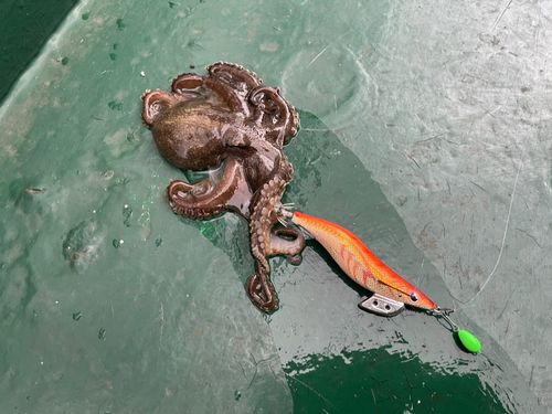 イイダコの釣果