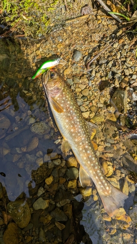 イワナの釣果