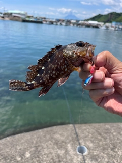 アラカブの釣果