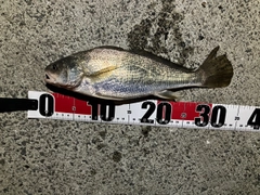 イシモチの釣果