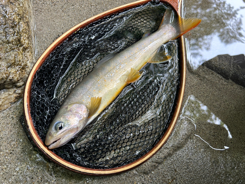 イワナの釣果