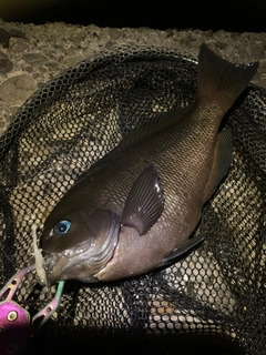 オナガグレの釣果