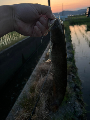 ナマズの釣果