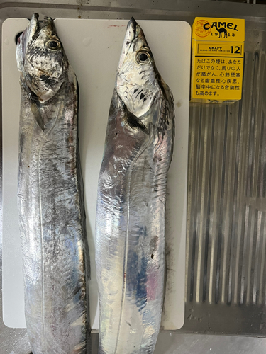 タチウオの釣果