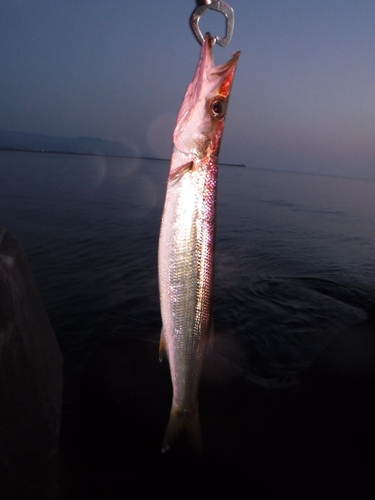 アカカマスの釣果