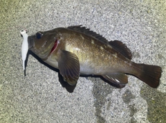 エゾメバルの釣果