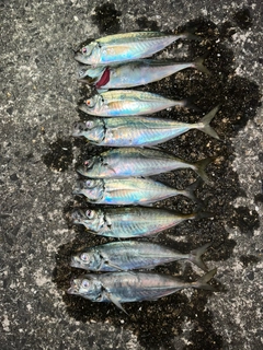 アジの釣果